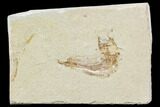 Bargain, Cretaceous Fossil Fish - Lebanon #107564-1